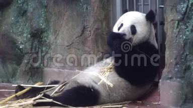 <strong>熊猫</strong>在动物园吃竹子. 媒体。 胖乎乎的<strong>熊猫</strong>懒洋洋地<strong>坐着</strong>，高兴地吃<strong>着</strong>竹茎，牙齿很结实。